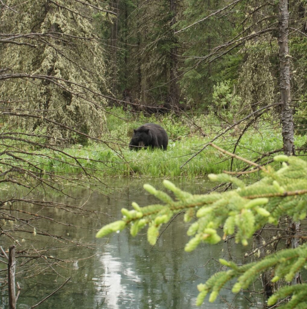 Boundary Lake: Alberta's Most Beautiful Hidden Lake 20250830 1819166119453227100952536 1017x1024