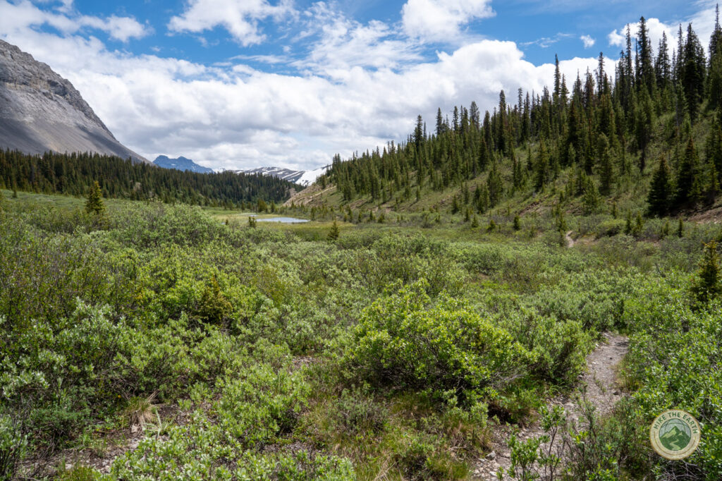 Boundary Lake trail Icefields Parkway meadow approach with mountain backdrop