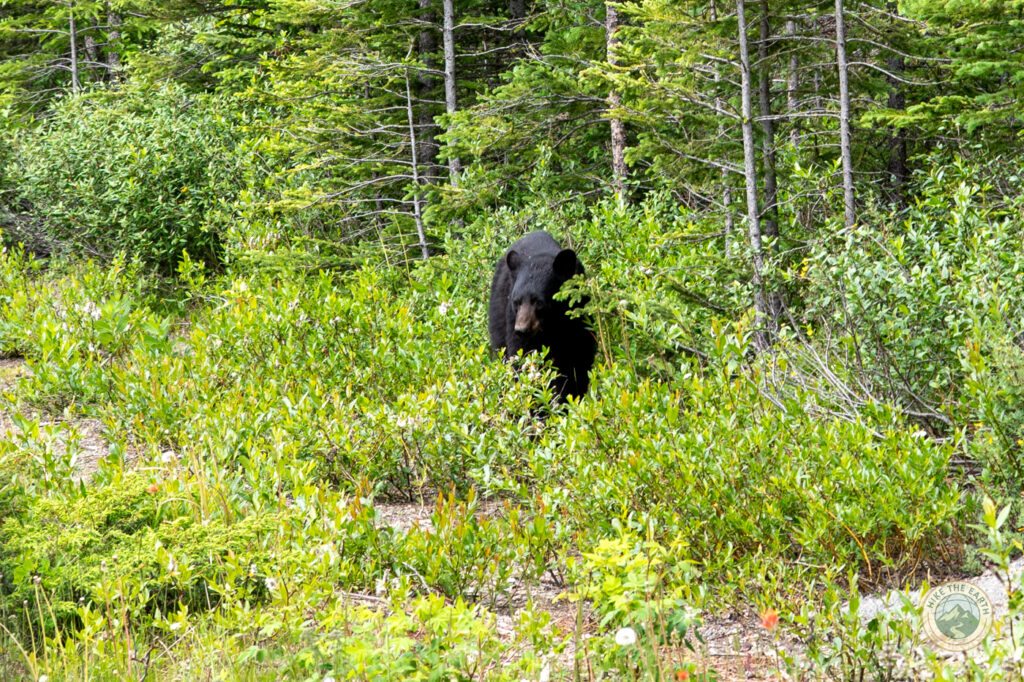 black bear sighting along the Icefields Parkway near Boundary Lake