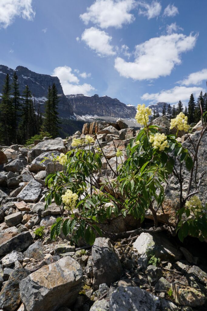 Boom Lake: An Easy Banff Hike to a Stunning Alpine Lake Psx 20250705 195101150091759652279148 682x1024