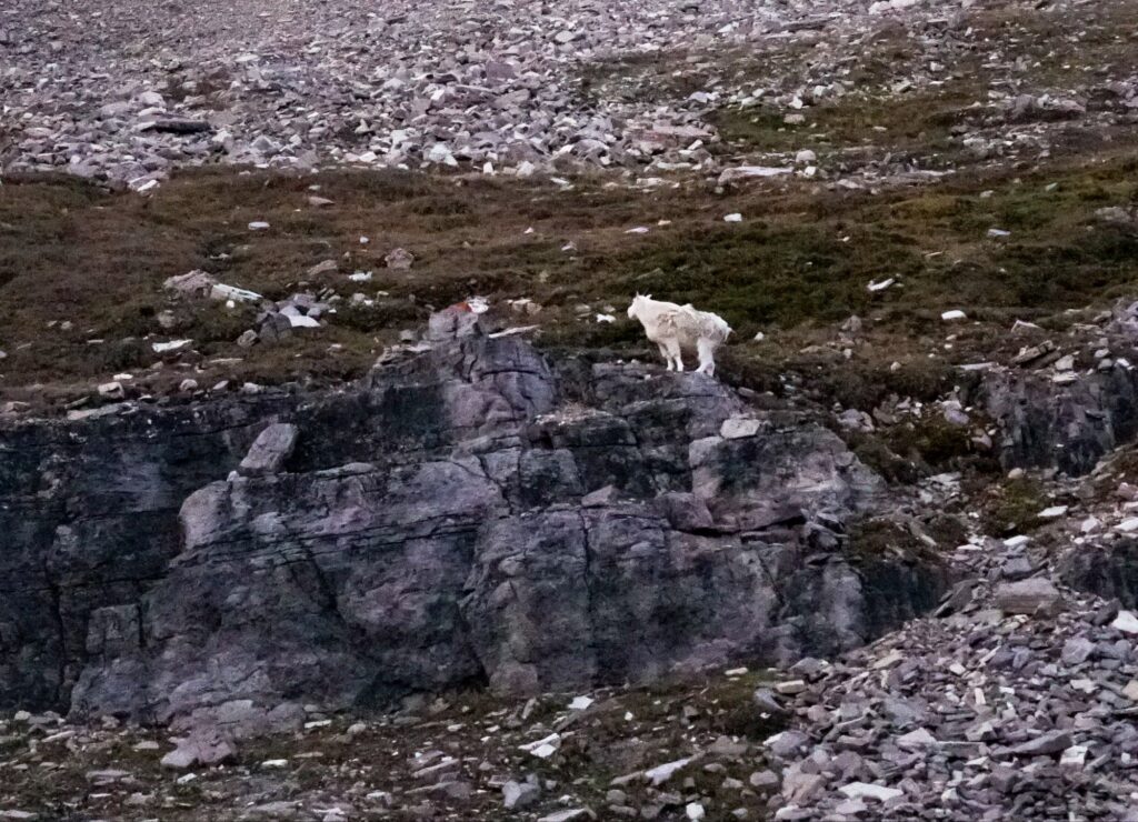 Ultimate Guide to Summiting Castle Mountain: Banff's Hidden Gem Dsc03349359726567765397215 1024x740