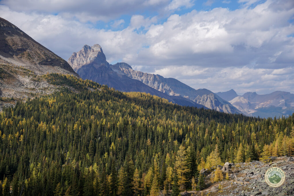Larch trees turning gold along the Lake O'Hara trail network in late September
