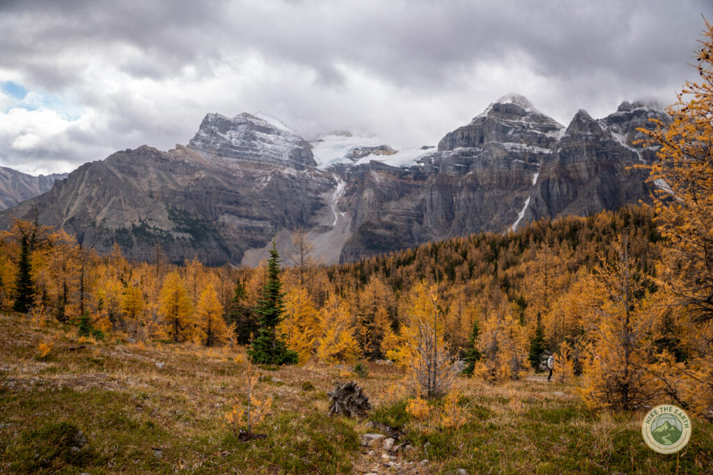 view of larch trees on larch valley trail moraine lake Banff