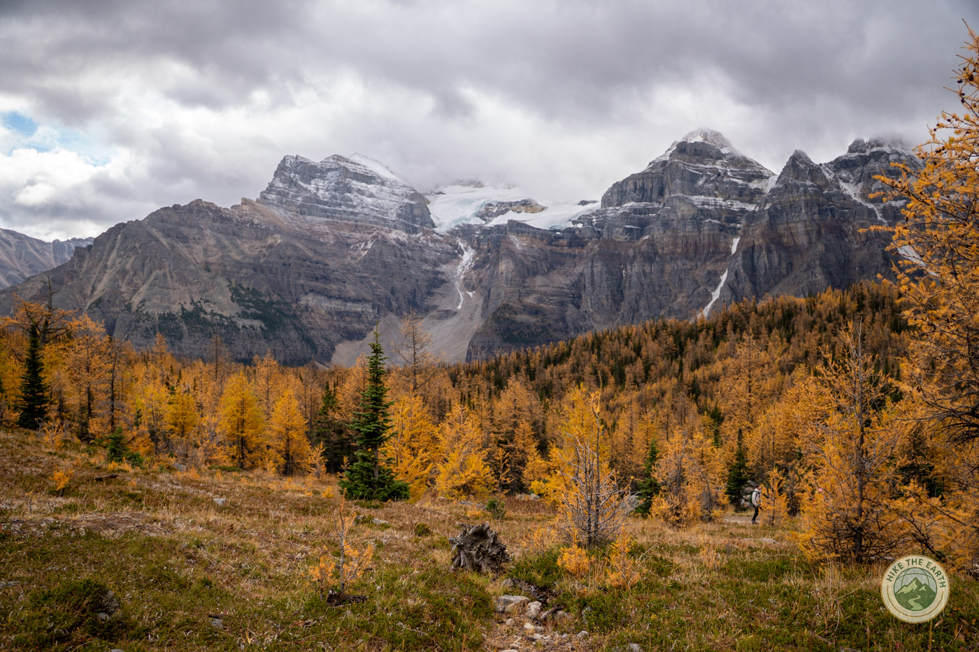 view of larch trees on larch valley trail moraine lake Banff