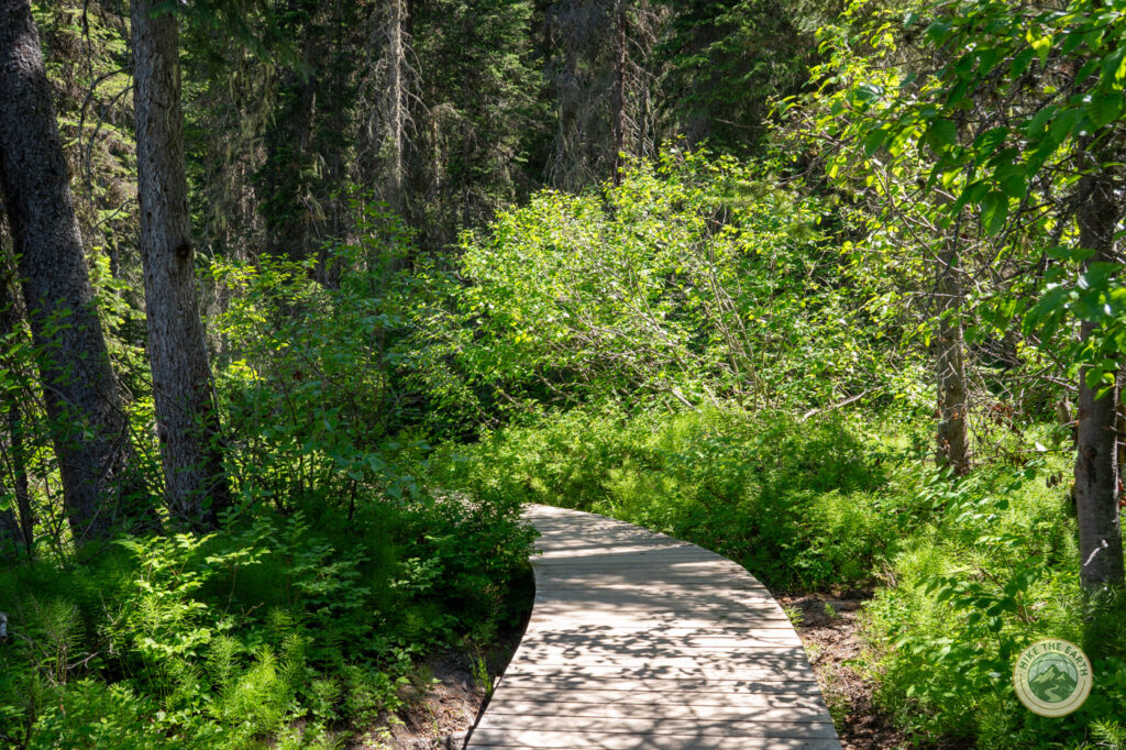  Wooden boardwalk through forest on the Emerald Lakeshore Loop Yoho
