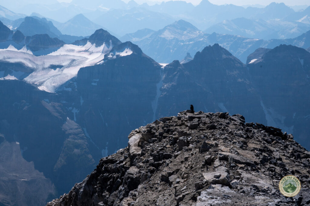 A raven on the Mount Temple summit rocks