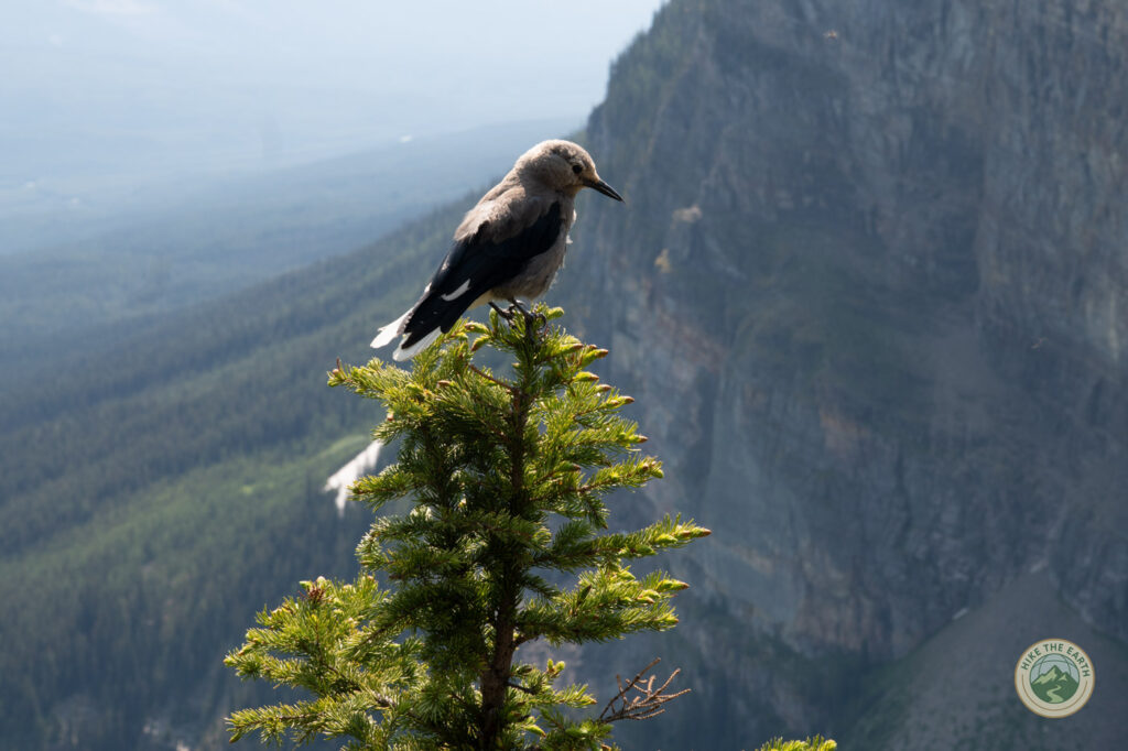 Clark's nutcracker bird spotted at the Big Beehive hike 